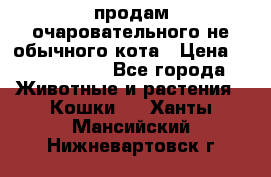 продам очаровательного не обычного кота › Цена ­ 7 000 000 - Все города Животные и растения » Кошки   . Ханты-Мансийский,Нижневартовск г.